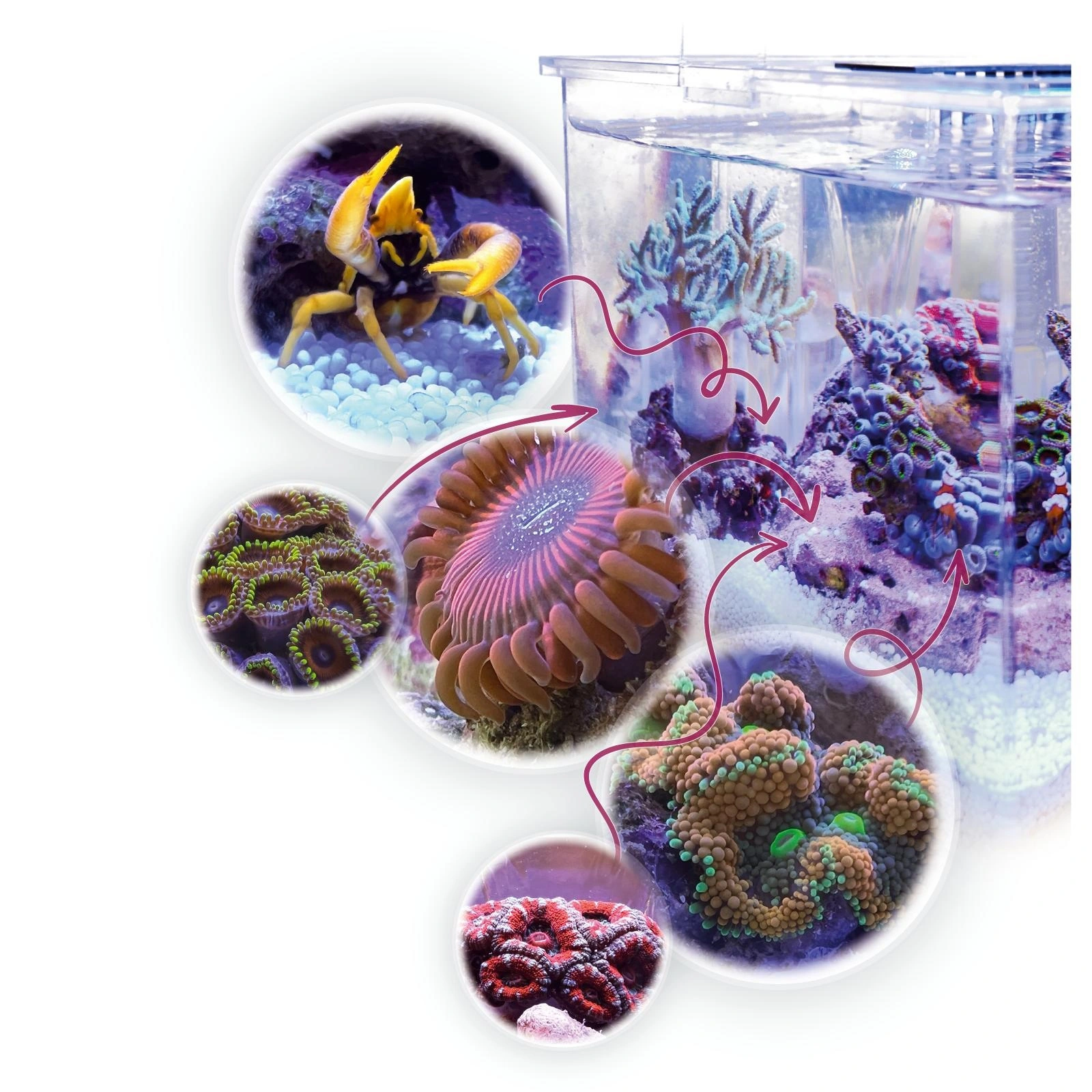 Armatus XS Saltvandsakvarium med sump 4 Liter